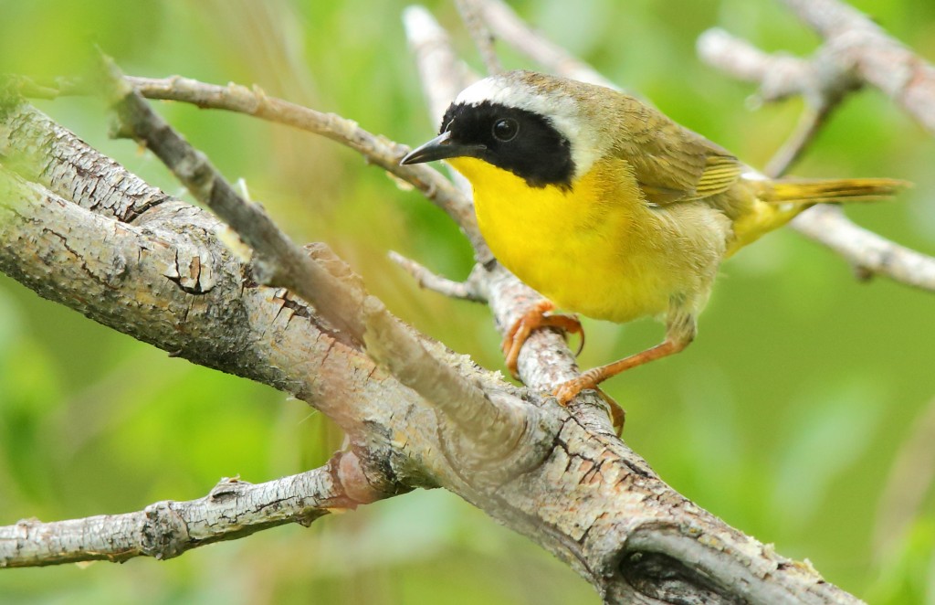 I was watching a group of Yellow Warblers when this Common Yellowthroat appeared in the same trees