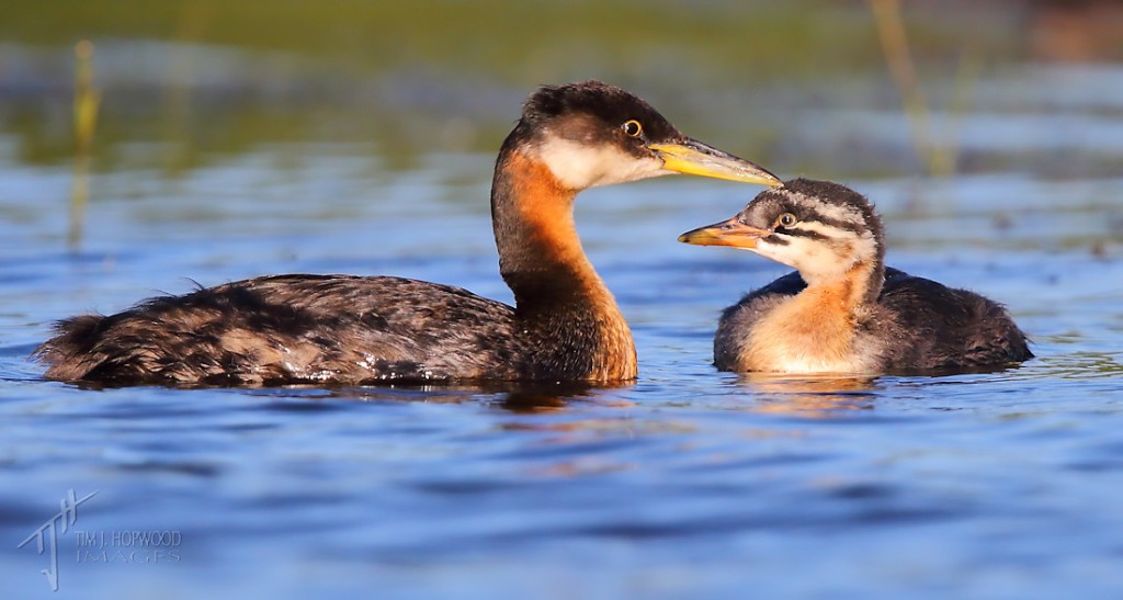 Red-necked Grebe and grebling