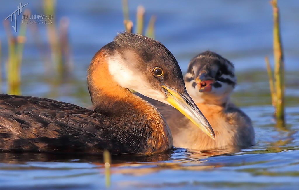 Mother Grebe and their always hungry offspring begging for food. More food, please!