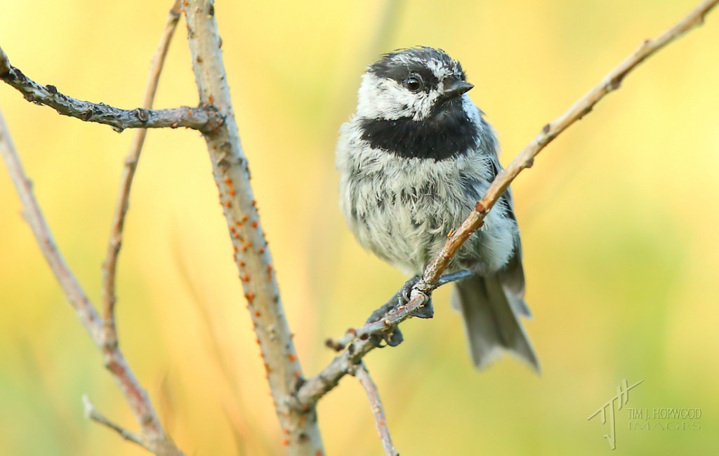 A rather scruffy-looking Mountain Chickadee. These chirpy fellows were quite common.