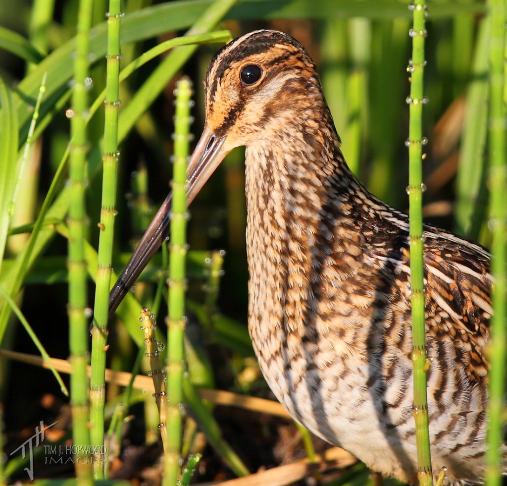 A Wilson's Snipe well-camouflaged amongst the shoreline plants