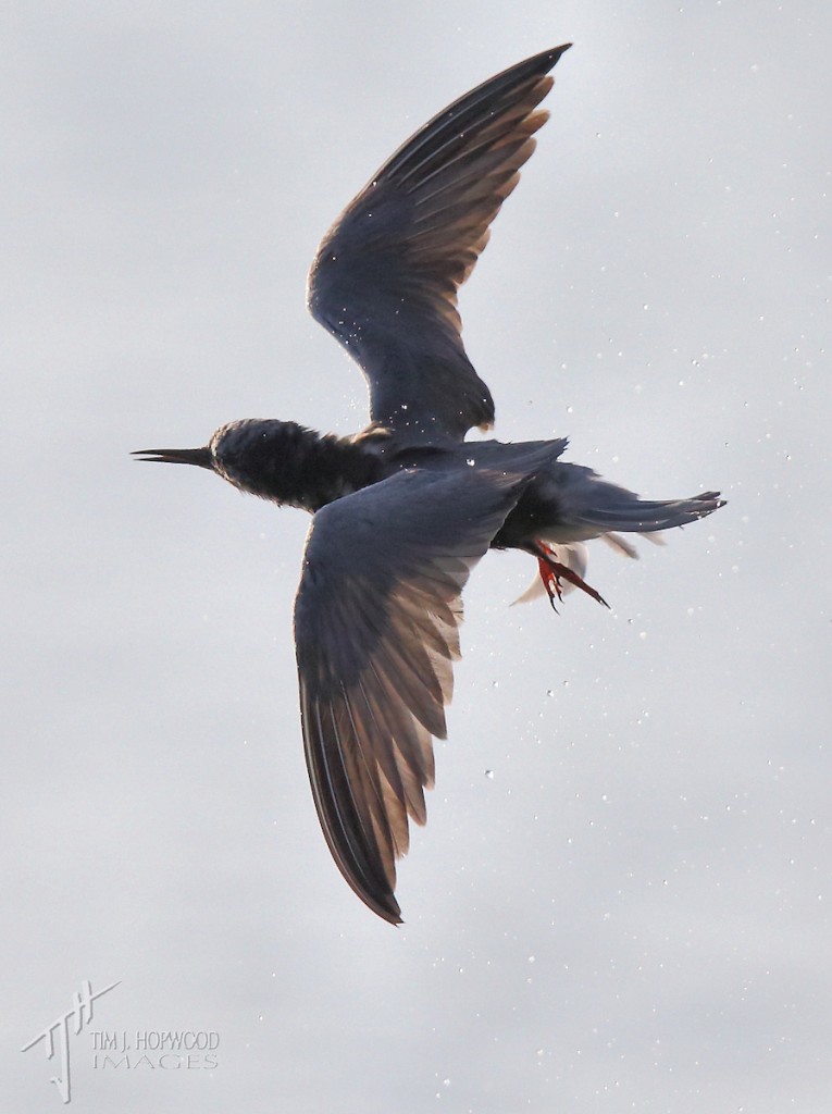 Several Black Terns were fishing just offshore, but the right light was shining completely the wrong way, so I tried an experimental silhouette shot of a tern emerging from the water after a dive.