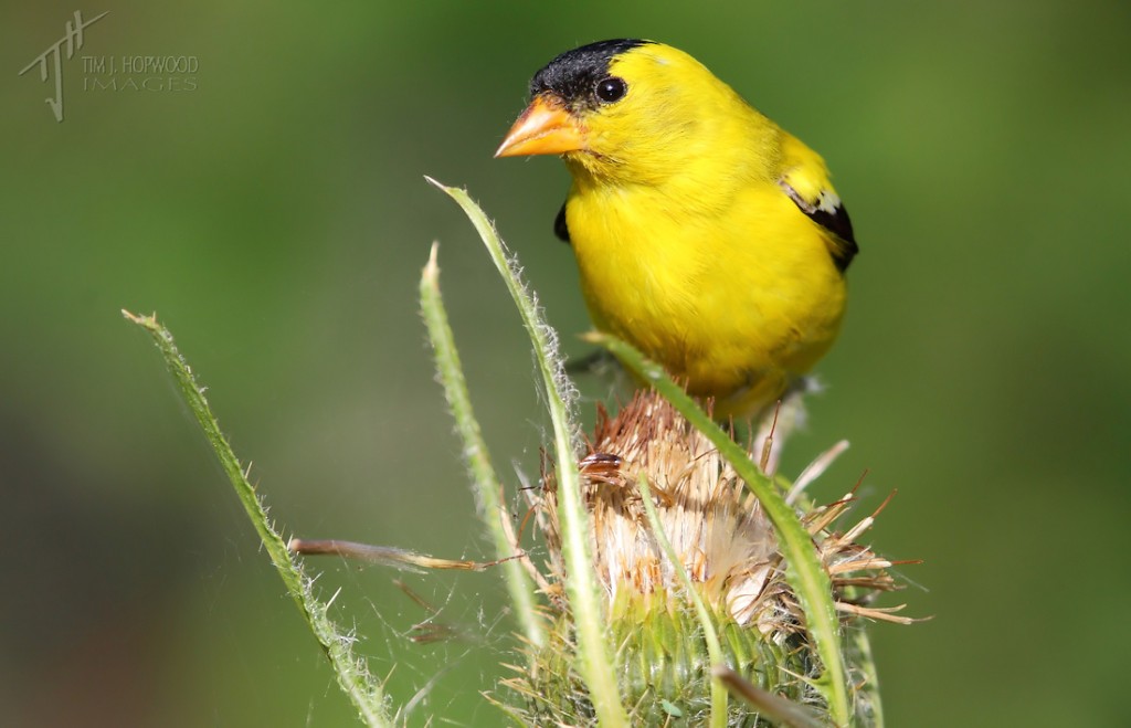 American Goldfinch - these guys can't resist thistle seeds, but I find them flighty...this was the first time I've gotten remotely close. This guy munched for several minutes while I reeled off dozens of images.