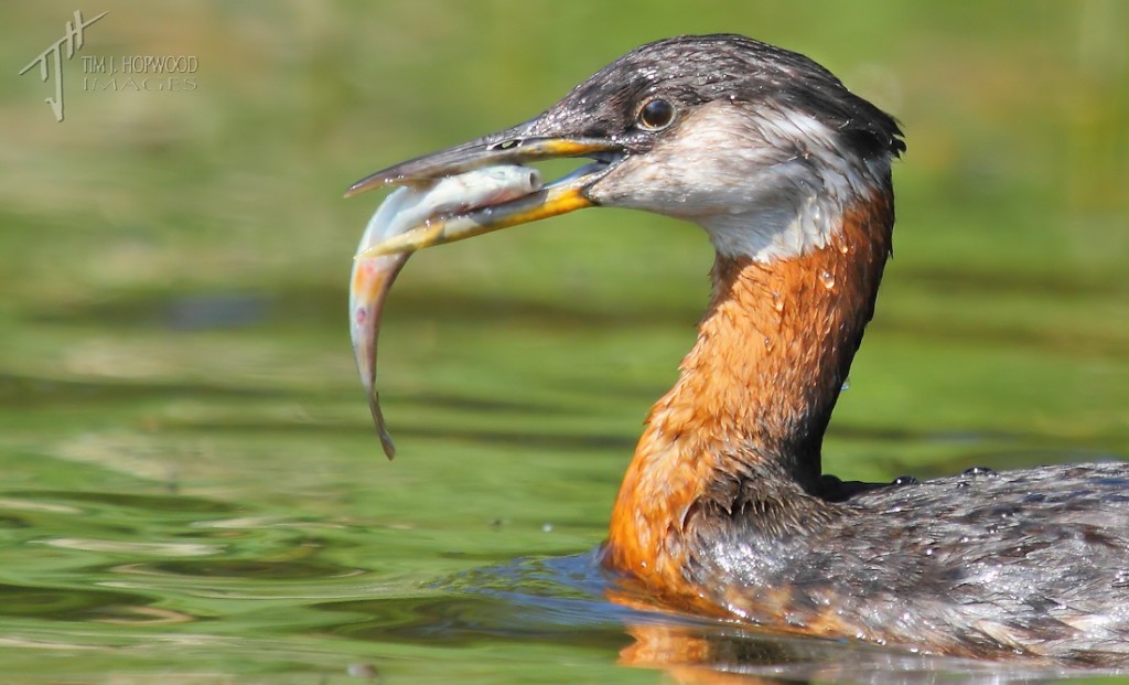 My favourite kayak shot from the trip - a Grebe with a fresh catch. This dutiful parent carried it at least 50 metres back to its hungry offspring.