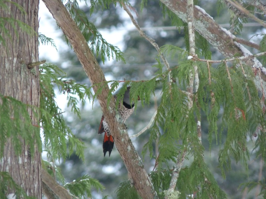 Who's hiding behind that branch? See the red tail shaft - it's a "red-shafted" Northern Flicker"! 