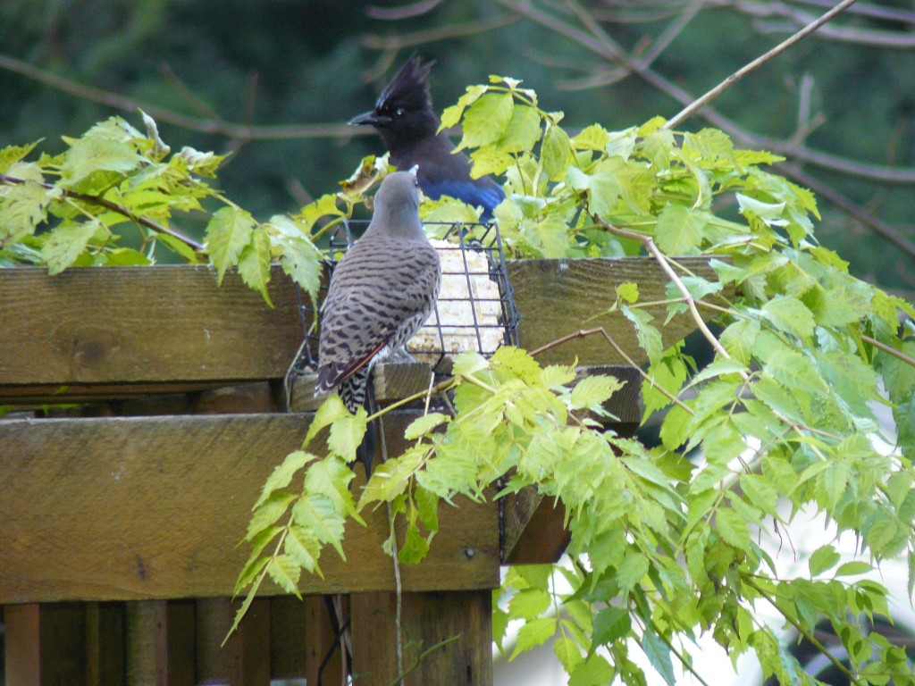 A Northern Flicker and Steller's Jay vie for the suet. The flicker won.  (His bill is longer and much sharper!) 