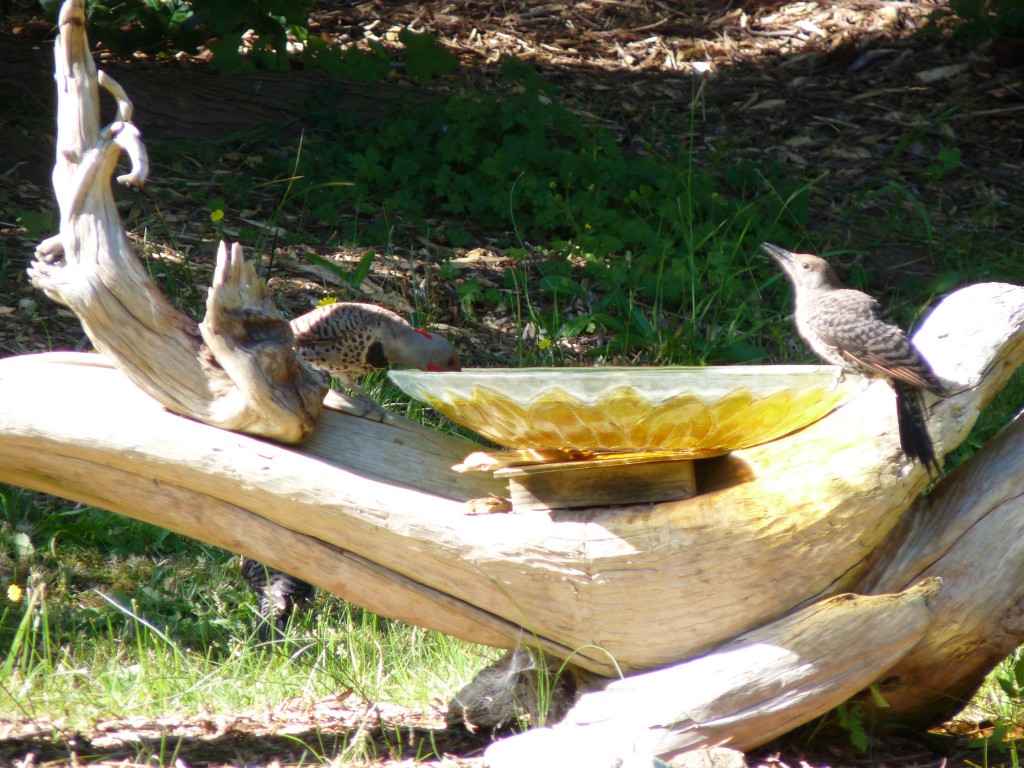 Our family of flickers. Note the mother under the birdbath log. Dad and juvenile are drinking.