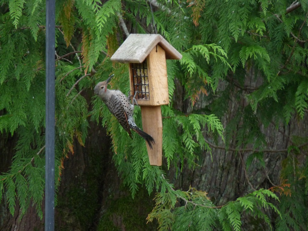 It took a while for the babe to learn how to use this suet feeder. But now he's (or she's?) an old pro.