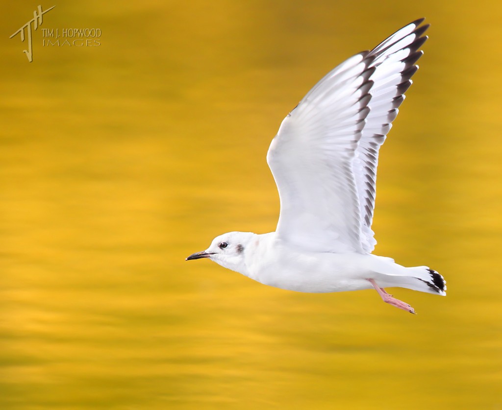 Had this shot of a Bonaparte's Gull been again a pale blue sky it would have been a little 'ho hum', but against the golden yellow we have something a little more visually appealing.