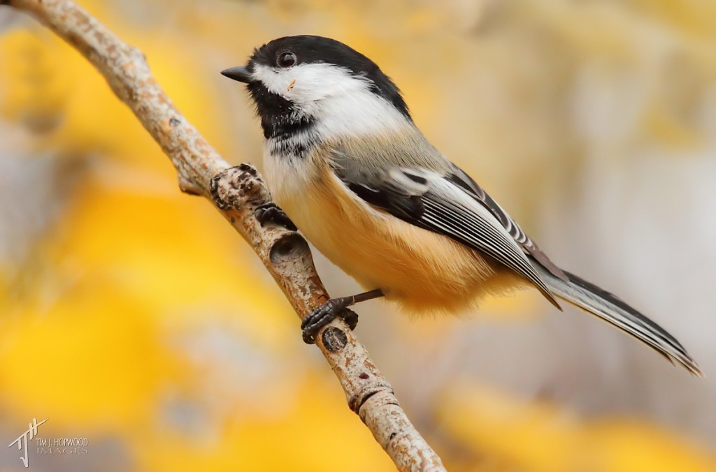 Another 'ordinary' bird - the Black-capped Chickadee - enhanced with some autumn background.