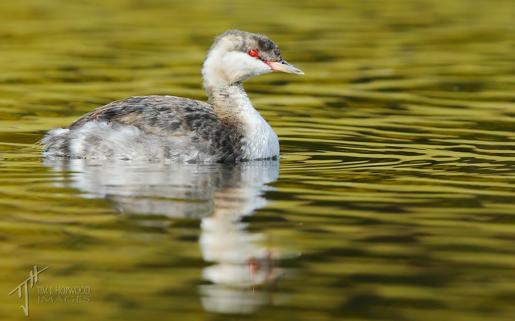 A grebe of the Horned variety, this time with fall reflections. Contrast this shot with the Eared Grebe below.