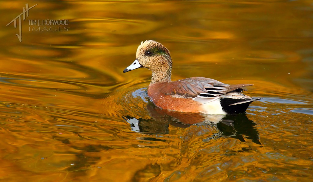 An American Wigeon seemingly swimming in a sea of molten gold.