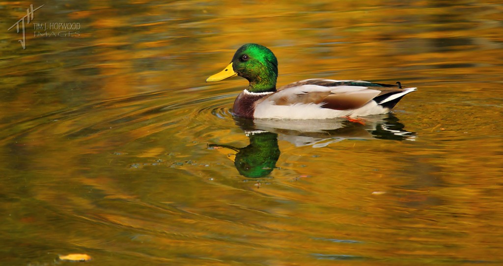 An example of making the ordinary - the very common Mallard - a little less so with golden autumnal reflections
