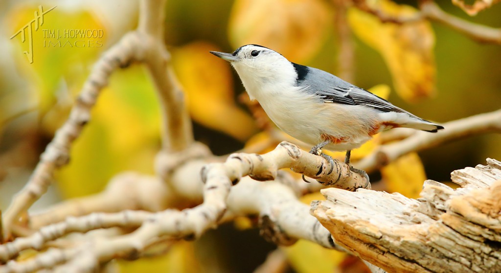 A real character - the White-breasted Nuthatch