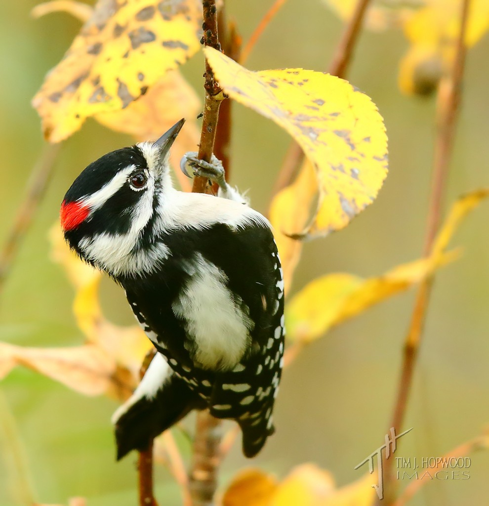 Like the mallard, Downy Woodpeckers are quite common in Calgary...but some fall yellow will add some pop to any shot.