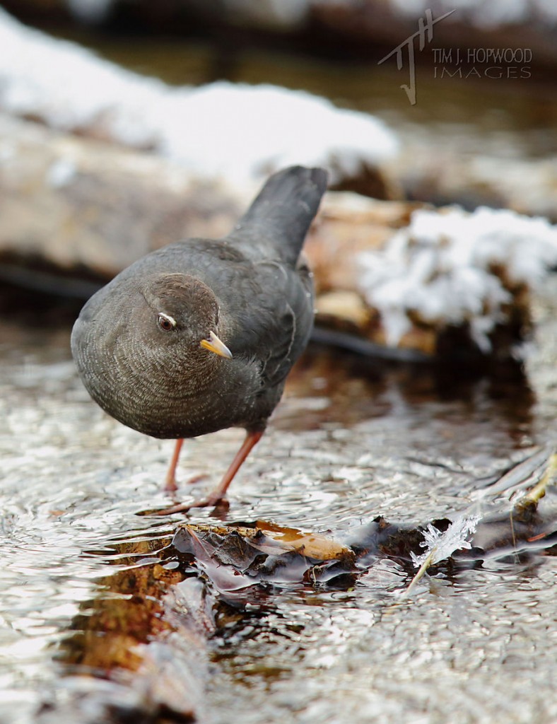 Flitting it and out amongst the rocks and braches in the stream, the Dipper continues its search for food