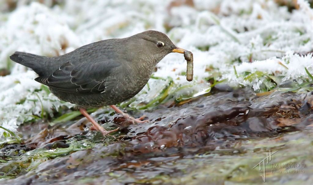 Success! The Dipper finds a juicy insect larvae in the stream. The larvae was still wriggling as it was gobbled down.