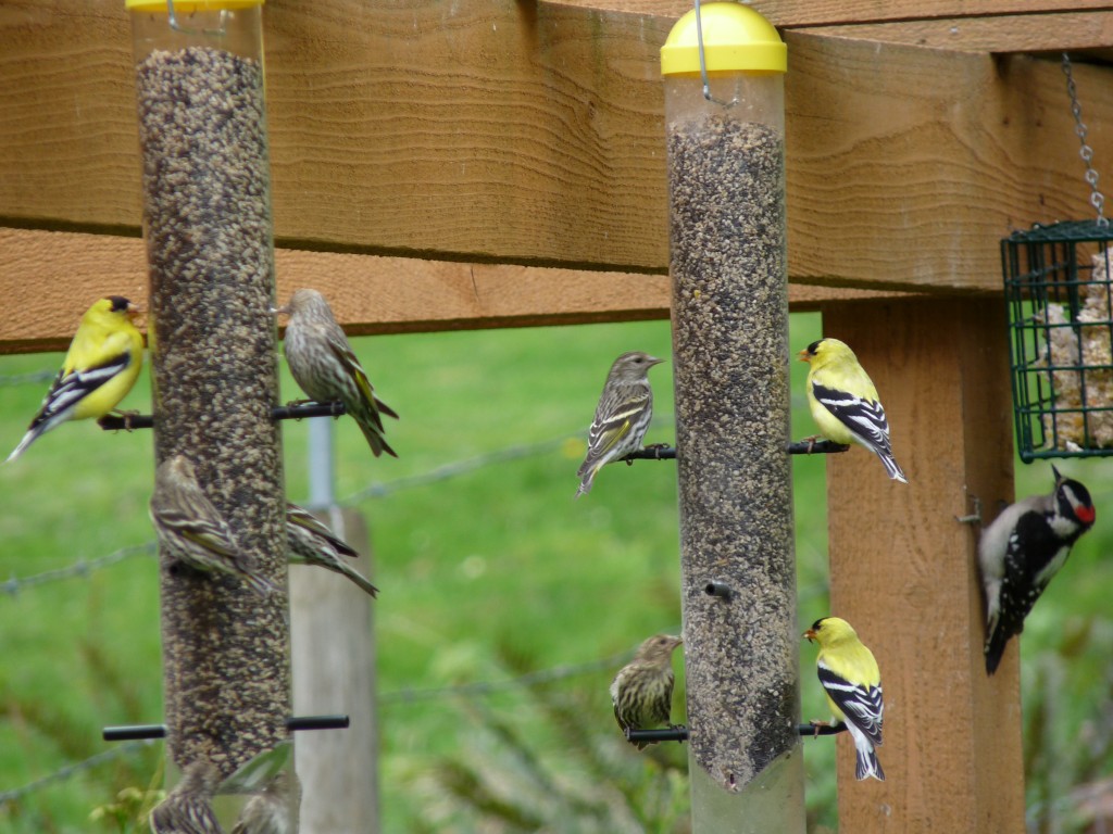 Feeding the birds can be hazardous to their health.