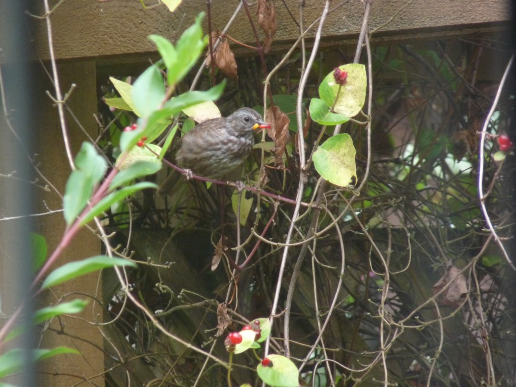 Song Sparrow with honeysuckle berry.