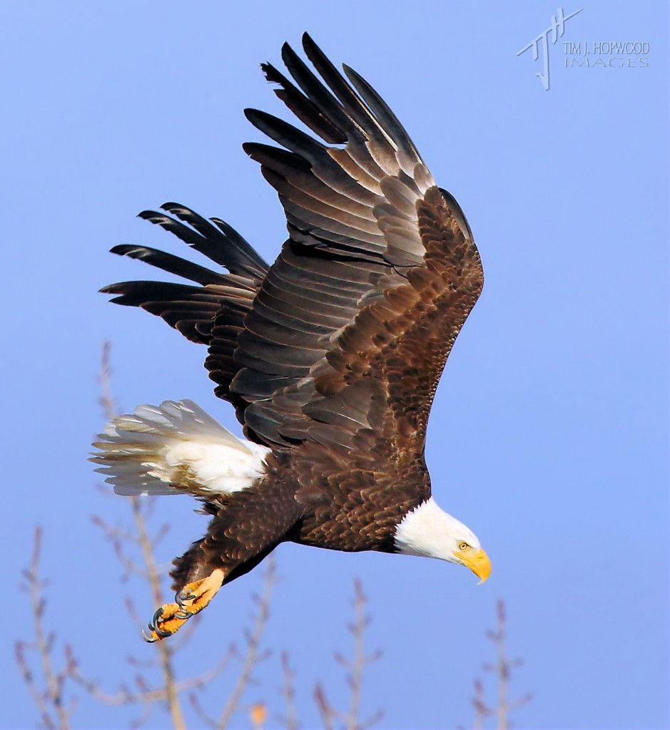 A Bald Eagle launches itself into the air, off on another duck patrol of the river.