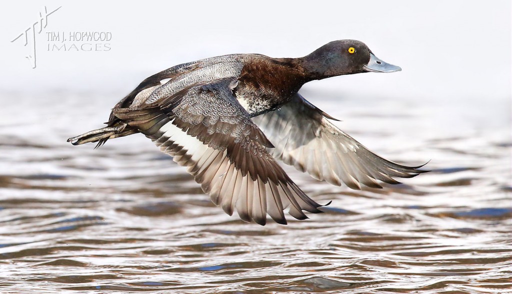 A male Lesser Scaup taking-off from a patch of open water