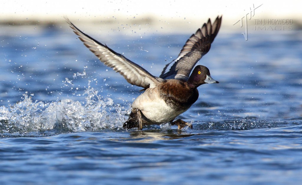On the run way...a Lesser Scaup scrambles to get airborne.