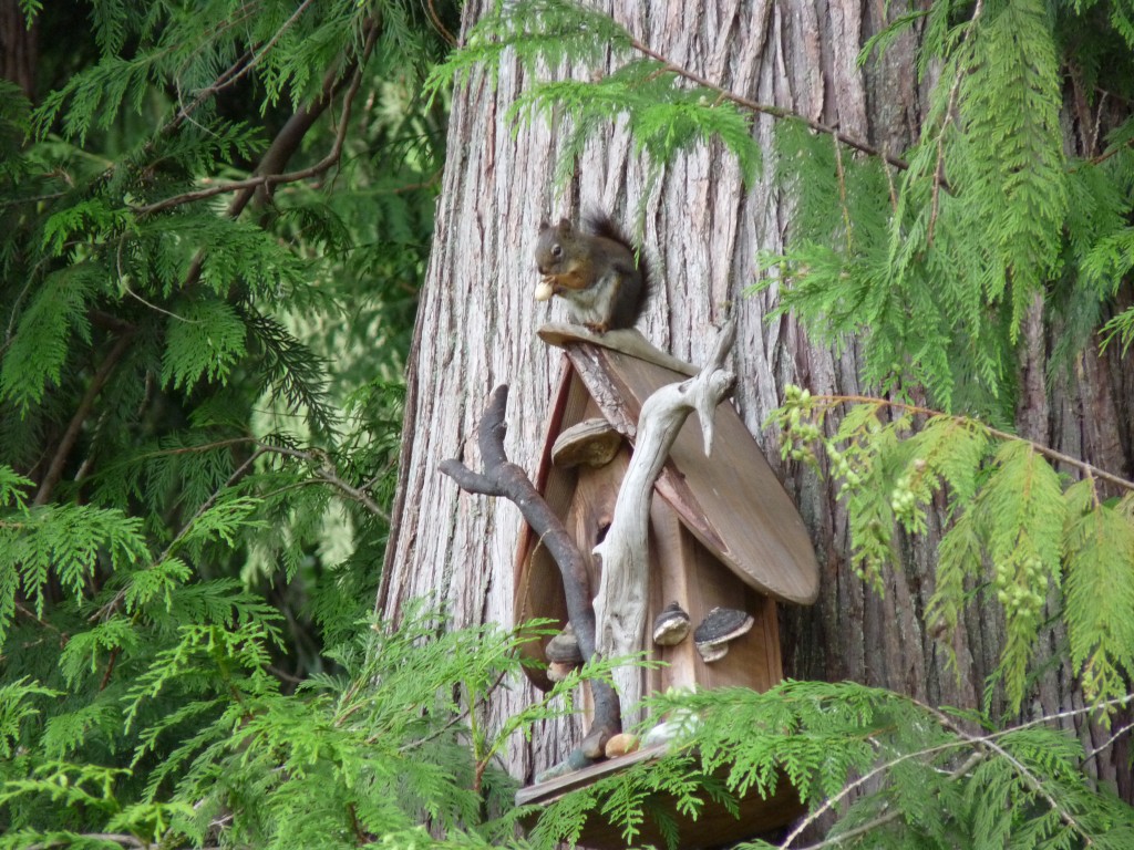 Q, our resident Red Squirrel, on top of the lovely birdhouse we received as a housewarming gift years ago.