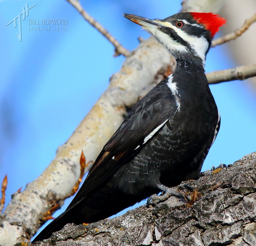 A Pileated Woodpecker striking a pose in the sun.