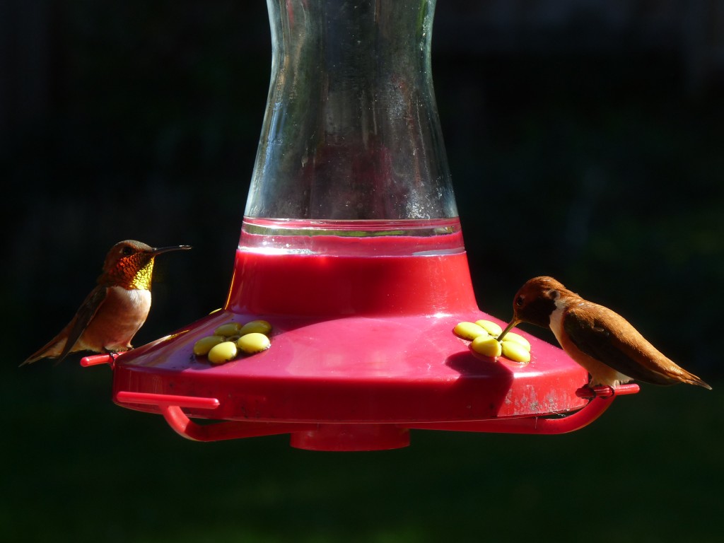 Male Rufous hummers