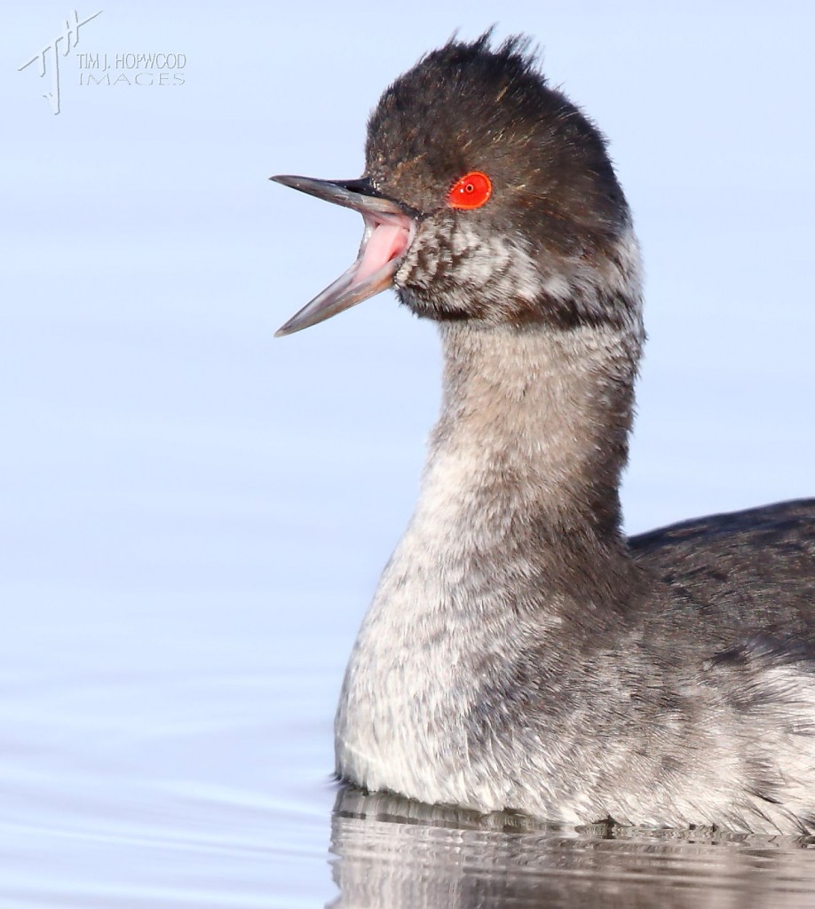 The Eared Grebe - its fate seems likely to remain a mystery. 