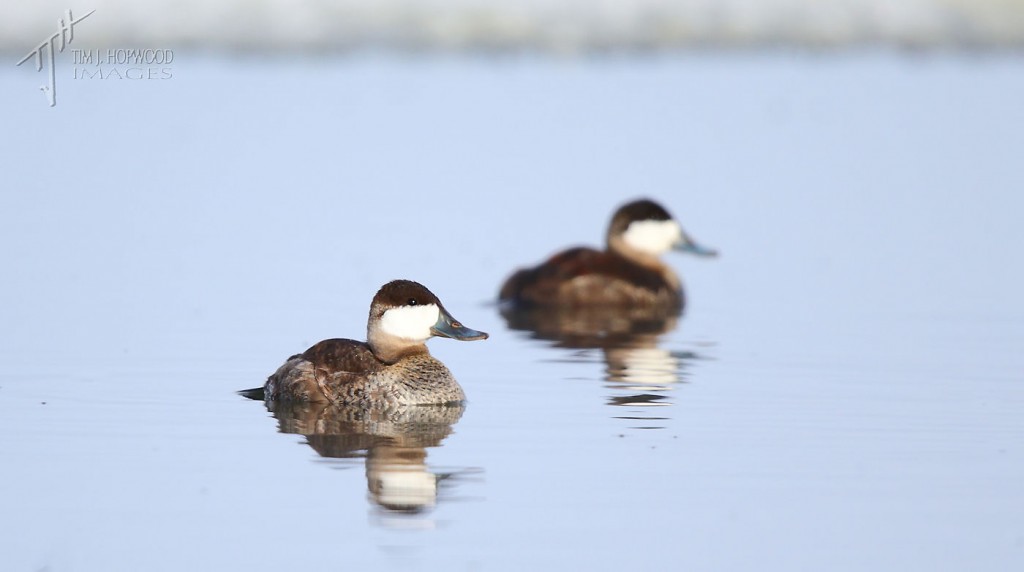 The two male Ruddy Ducks, or as I call them: the Ruddy Brothers.