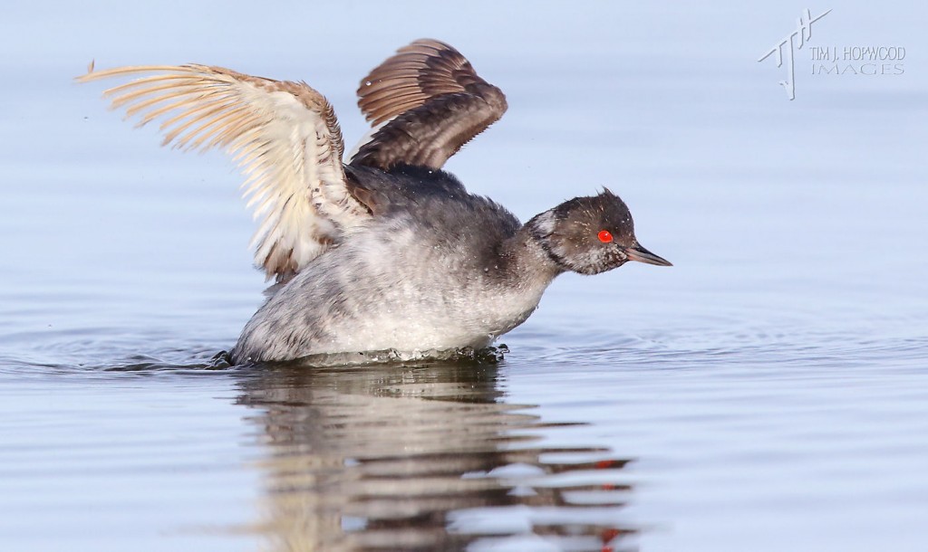 The Eared Grebe showing its flight feather issues on the right wing.