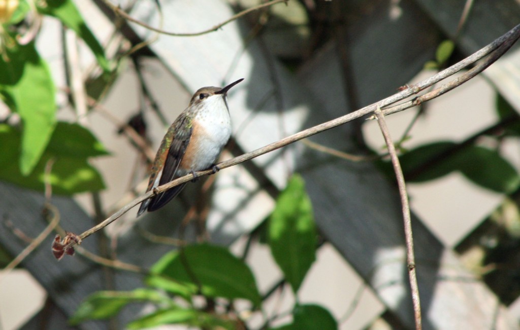 Female Rufous - note the rufous colouring on sides
