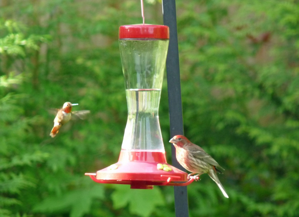 When you're a hummer facing a House Finch, size does matter