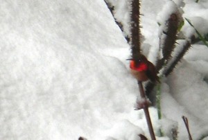 Rufous hummer in surprise snowfall one spring