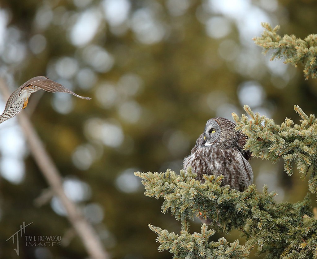 Dive-bombed by a Sharp-shinned Hawk