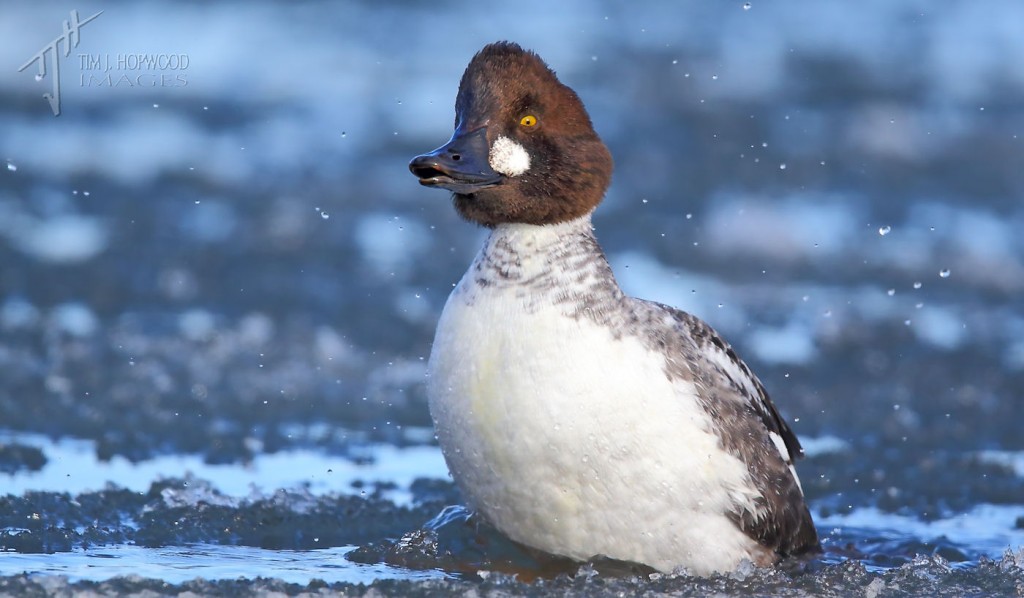 A Goldeneye shaking off the cold