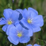 Wild Blue Flax-Linum perenne lewisii