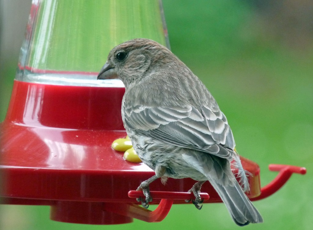 A female House Finch keeps one eye open as she cleans up the syrup around the hummer feeder. 