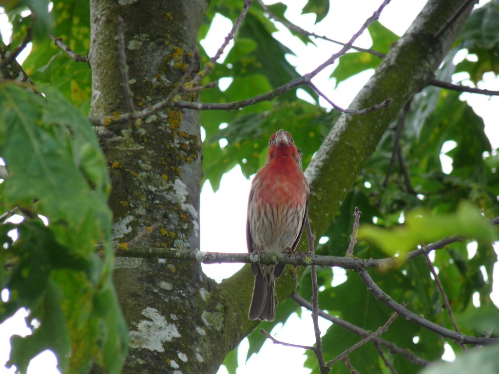 The male House Finch teaches his particular dialect of the "House Finch song" to his male offspring. 