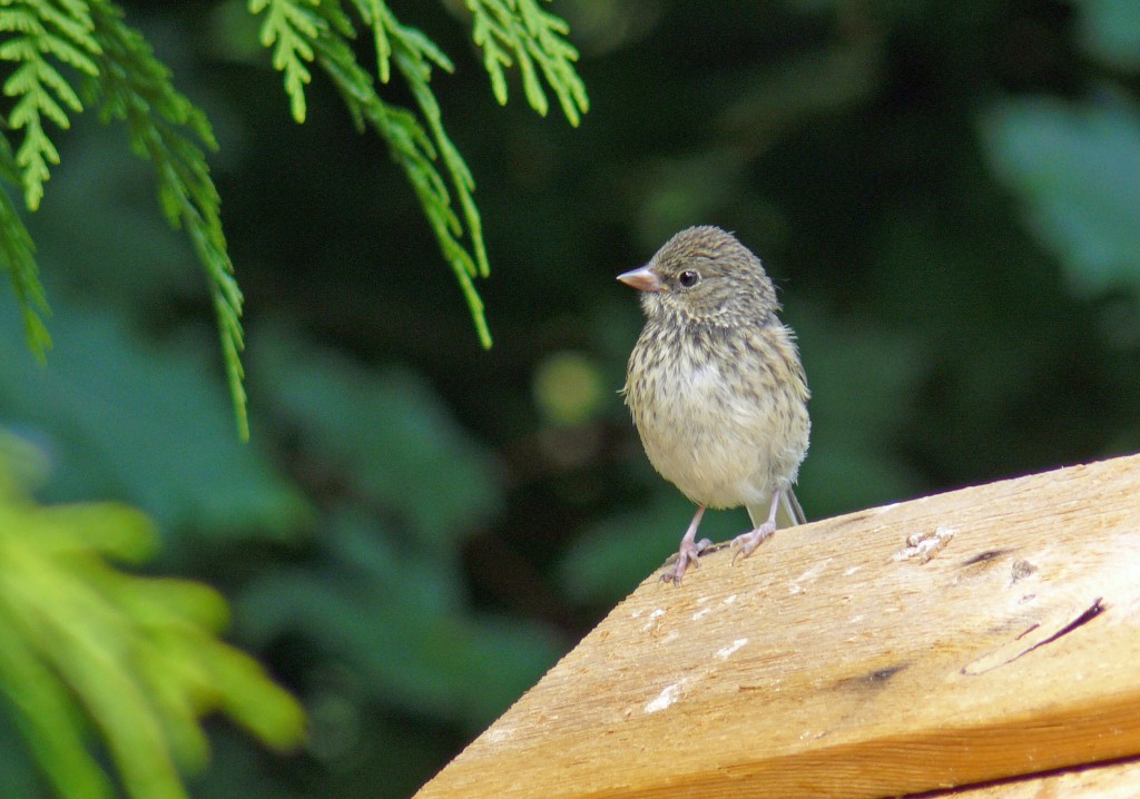 A young House Finch posing for the camera