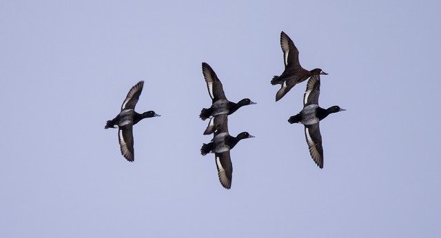 Lesser Scaup March 22, 2014