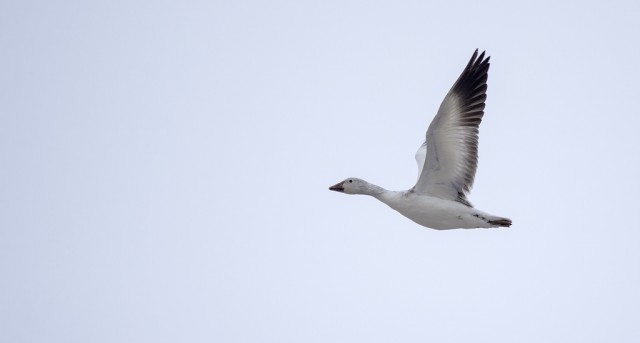 Snow Goose in flight March 22, 2014