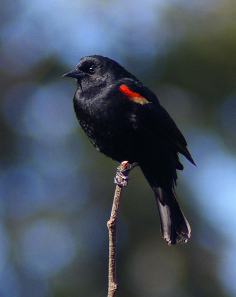 Red-winged Blackbird at rest. Photo by Garry Davey. 