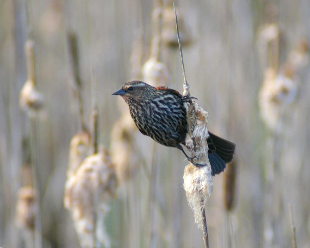 Female Red-winged Blackbird in typical marshy habitat. Photo by Garry Davey. 