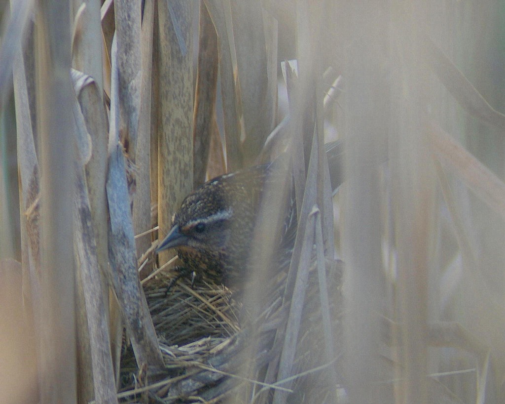 Female RWB on nest. Photo by Garry Davey. 