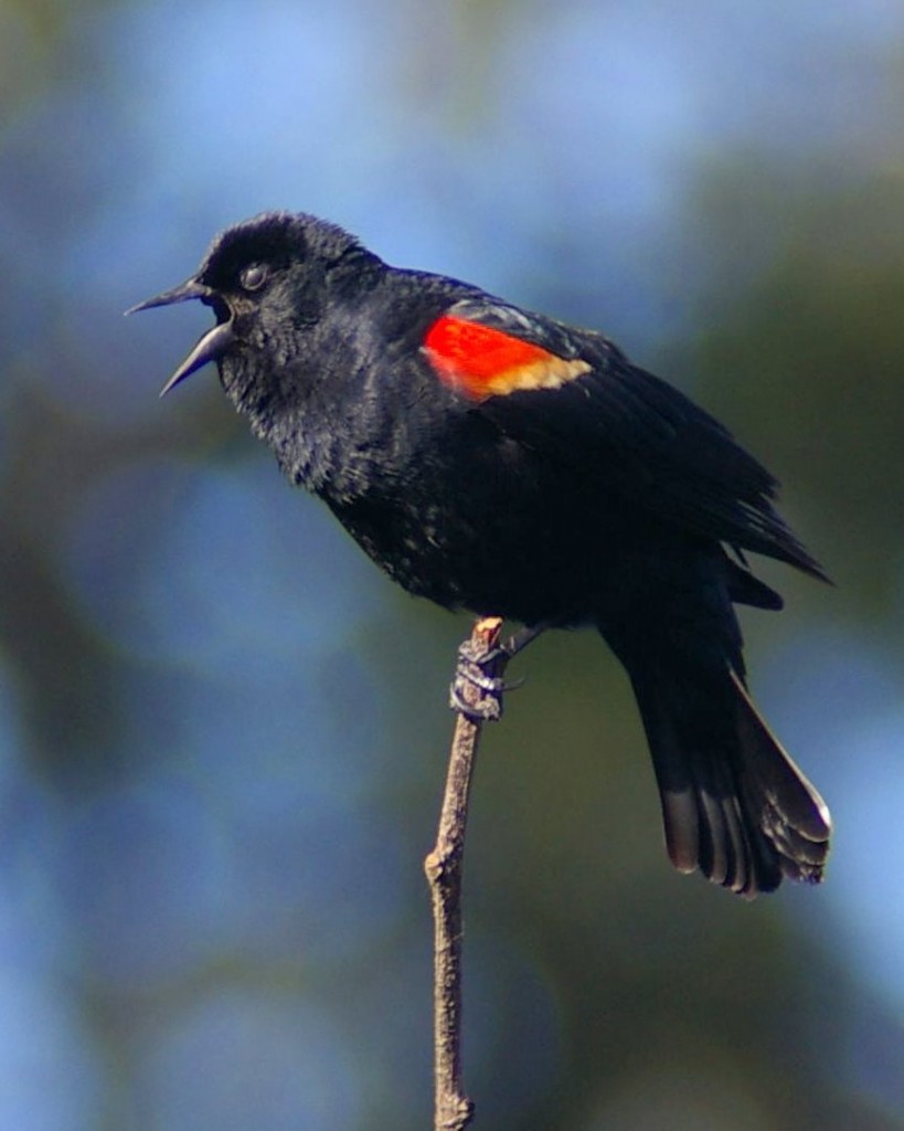 Red-winged Blackbird singing and displaying epaulet. Photo by Garry Davey.