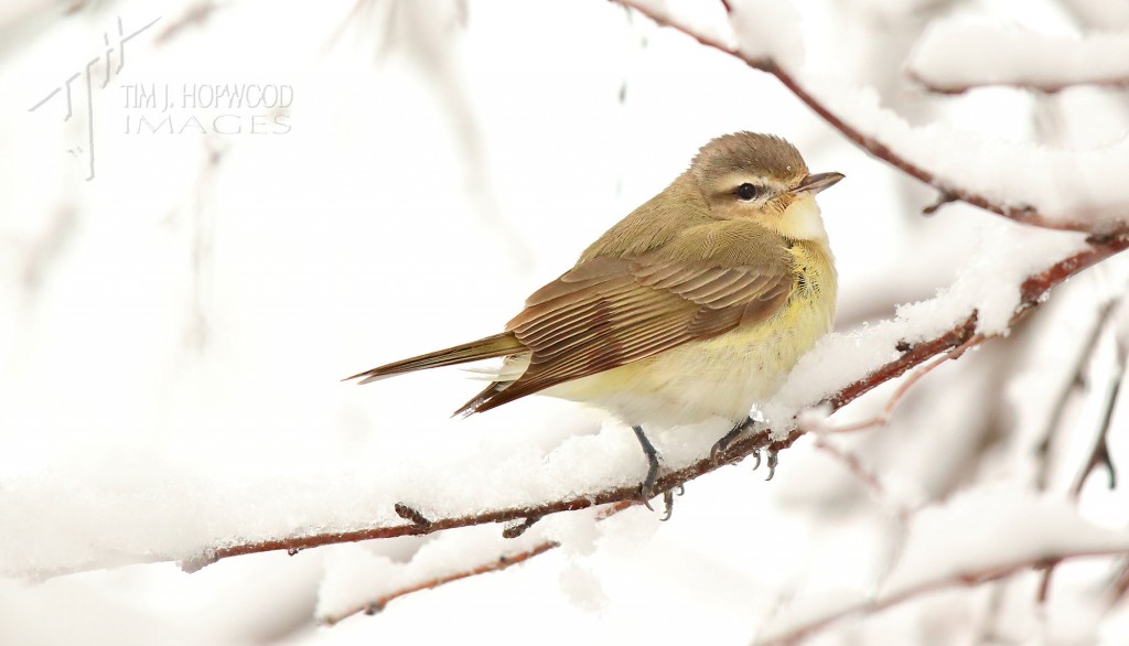 A Warbling Vireo in a snow-laden tree...not something I've seen before!