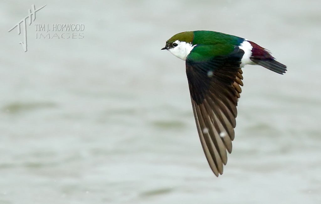 Violet-green Swallow...those whit smudge spots on the wing are falling snow flakes!