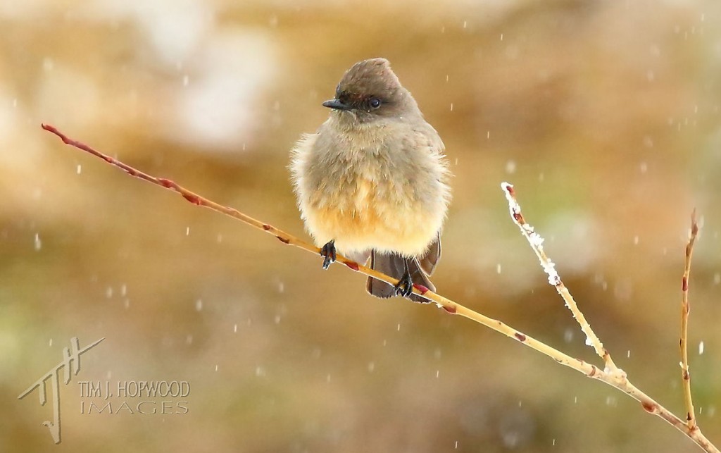 Say's Phoebe - looking unimpressed by the snowfall.
